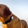 Whistle Activity Monitor | FitBit for dogs that monitors with iPhone