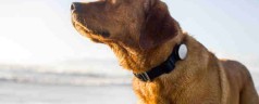 Top 5 Tech Tools for Your Favorite Pets